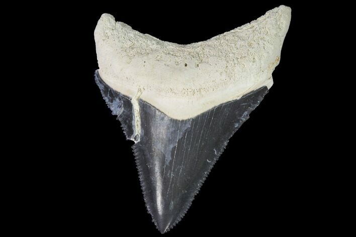 Serrated, Bone Valley Megalodon Tooth - Florida #99835